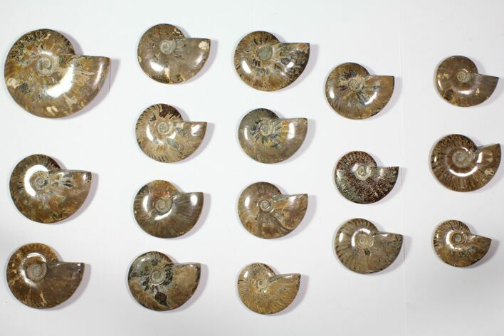 Lot: - Polished Whole Ammonite Fossils - Pieces #116648